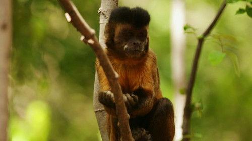 Brazil Untamed Season 2 Episode 6 - Episode 6