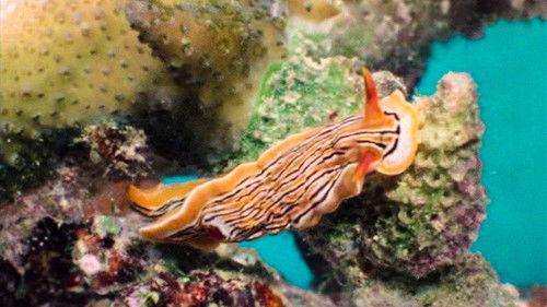 Life on Earth Season 1 Episode 2 - Building Bodies