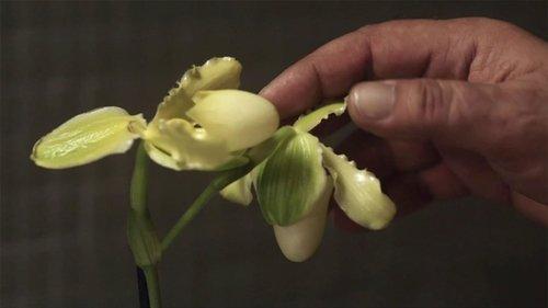 Nero Wolfe Season 1 Episode 3 - La principessa Orchidea