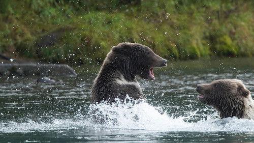 Alaska Animal Rescue Season 2 Episode 7 - Bear Witch Project