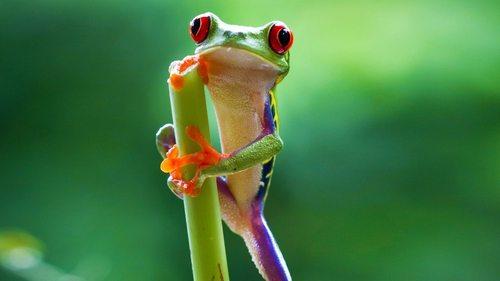 Planet Earth II Season 1 Episode 3 - Jungles