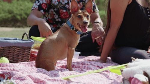 The Wizard of Paws Season 3 Episode 2 - Teo