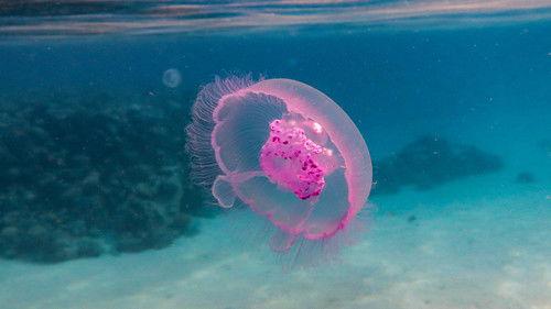 Reef School Season 1 Episode 12 - Plastic Visitor