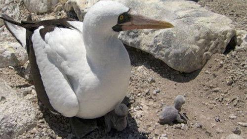 Galapagos Season 1 Episode 3 - Forces of Change