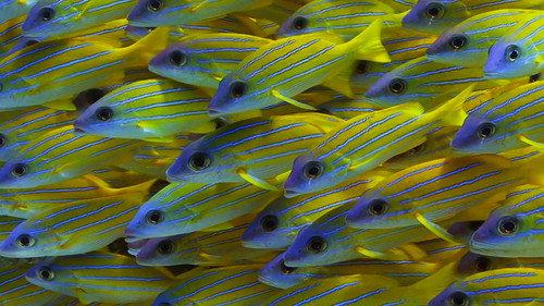 Reef School Season 1 Episode 19 - Super Reefies