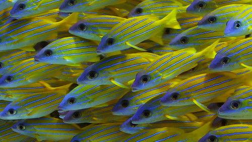 Reef School Season 1 Episode 19 - Super Reefies