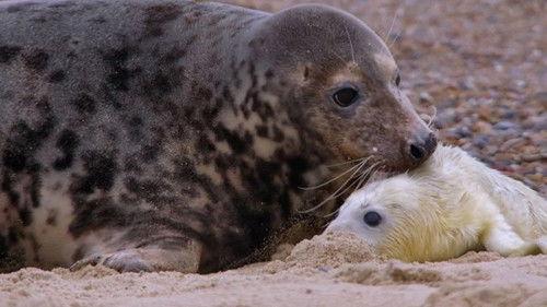 Wild Great Britain Season 1 Episode 3 - Life By The Water