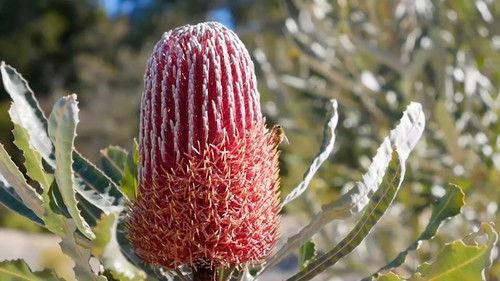 Gardening Australia Season 33 Episode 16 - Episode 16 Banksia, Soil, Habitat, Matthew Evans & Budget