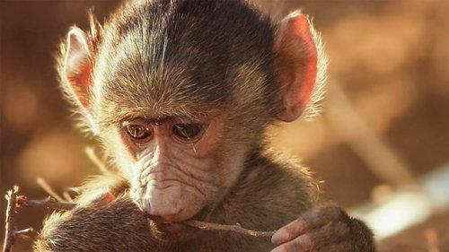 Serengeti Season 3 Episode 5 - Pressure