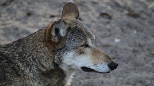 Secrets of the Zoo: Tampa Season 4 Episode 3 - Canine Get a Witness