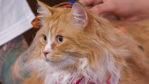 Dragons' Den Season 19 Episode 1 - Episode 1