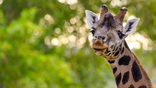 Het Echte Leven in de ZOO Season 1 Episode 7 - Episode 7