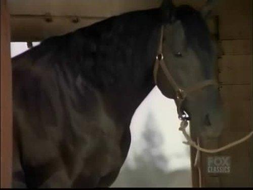 Bonanza Season 14 Episode 9 - Stallion