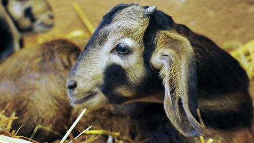 Dyrepasserne Season 12 Episode 9 - Episode 9