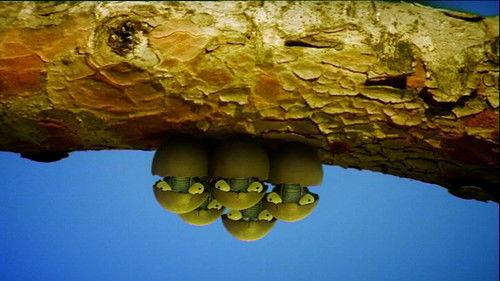 Minuscule: The Private Life of Insects Season 1 Episode 53 - Cicada Do Brazil