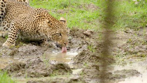 Africa's Hunters Season 1 Episode 2 - A Leopard's Last Stand