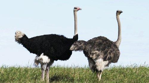 Secrets of the Zoo Season 1 Episode 6 - Bringing Up Baby