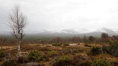 The Great British Winter Season 1 Episode 3 - Forests