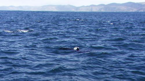 Africa's Deadliest Season 3 Episode 1 - Assassins