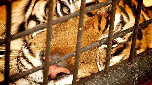 Natural World Season 32 Episode 2 - Tiger Island