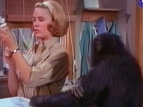 Daktari Season 2 Episode 4 - Judy's Hour of Peril