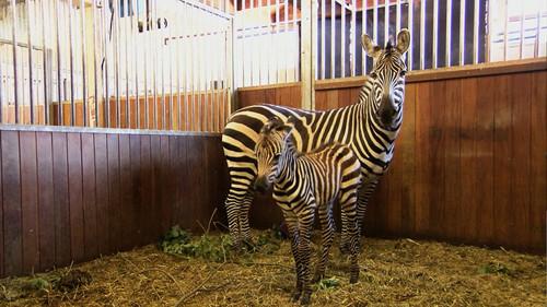 Dyrepasserne Season 6 Episode 5 - Episode 5