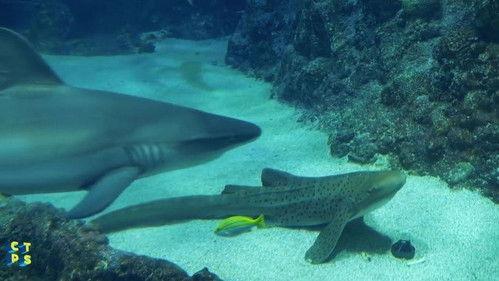 C'est toujours pas sorcier Season 2 Episode 3 - Episode 3