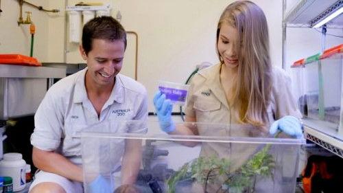 Crikey! It's the Irwins Season 4 Episode 5 - Tiny But Poisonous