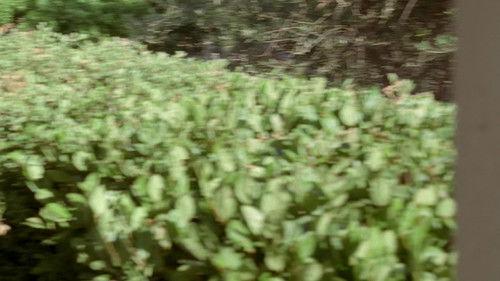 Big Love Season 1 Episode 3 - Home Invasion