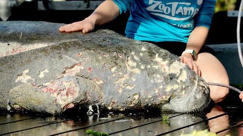 Secrets of the Zoo: Tampa Season 3 Episode 4 - Herd Time's a Charm