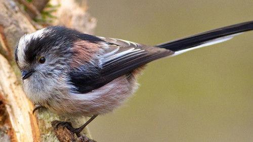 Iolo's Secret Life of Birds Season 1 Episode 1 - Dawn Chorus