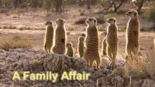 Meerkat Manor Season 1 Episode 1 - A Family Affair