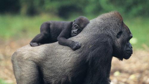 David Attenborough's Natural Curiosities Season 2 Episode 5 - Bad Reputations