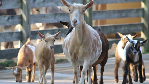 Secrets of the Zoo Season 4 Episode 3 - Babies on Board