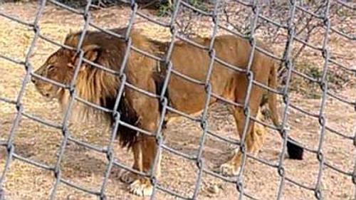 Natural World Season 22 Episode 17 - Lion: Out of Africa?