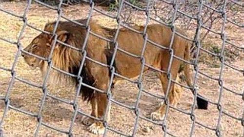 Natural World Season 22 Episode 17 - Lion: Out of Africa?