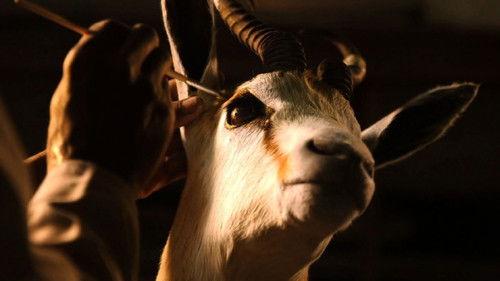 Four Corners Season 56 Episode 7 - Safari: Paying To Kill