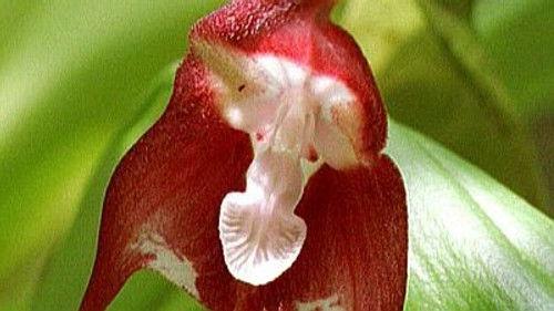 Natural World Season 17 Episode 6 - The Fatal Flower