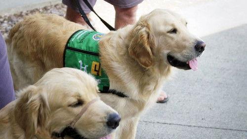 Dog Squad Puppy School Season 1 Episode 4 - Episode 4