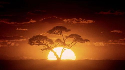 Animal Fight Night Season 2 Episode 5 - Warthogs, Hippos, Badgers