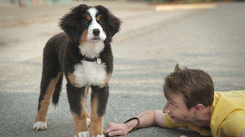 Super PupZ Season 1 Episode 3 - Superpups, Superheroes