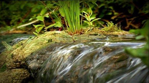 Minuscule: The Private Life of Insects Season 1 Episode 46 - The Caterpillar Who Wanted to See the Ocean