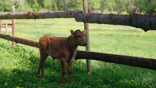 Torpet Kjendis Season 1 Episode 5 - Mandag: Utfordrer idyllen