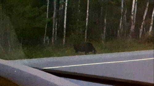 Paranormal Caught on Camera Season 1 Episode 3 - The Montauk Monster