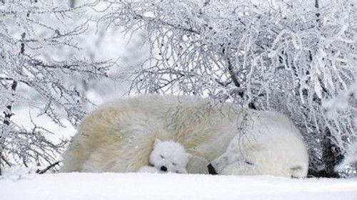 Natural World Season 28 Episode 9 - Polar Bears & Grizzlies: Bears on Top of the World