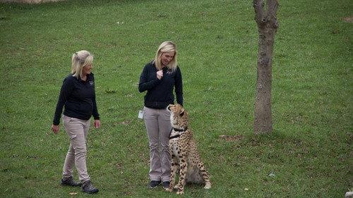 Secrets of the Zoo Season 1 Episode 2 - Run Cheetah Run