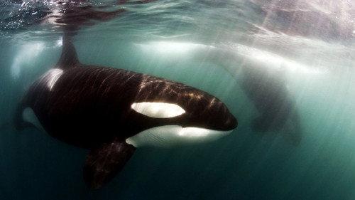 Natural World Season 33 Episode 9 - Killer Whales: Beneath the Surface