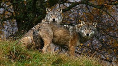 Natural World Season 19 Episode 16 - Transylvania: Living with Predators