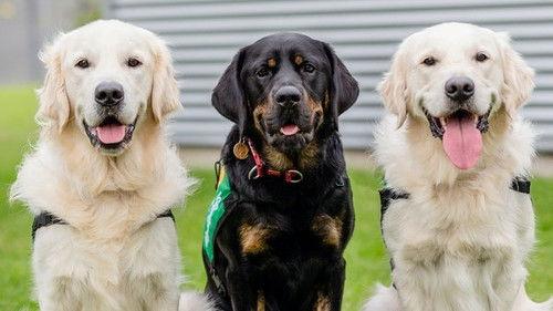 Dog Squad Puppy School Season 2 Episode 5 - Episode 5