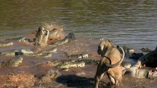 Animal Fight Night Season 3 Episode 3 - Monster Mayhem